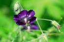 DSC_8169a.jpg