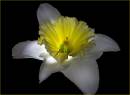 Daffodil.jpg