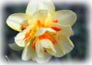 Daffodil1.jpg