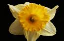 Daffodil2.jpg