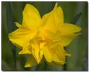 Daffodil200407-003_copy.jpg