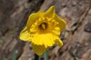 Daffodil_arrives.jpg