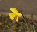 Daffodill.jpg