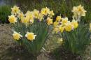 Daffodils1.jpg
