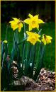 Daffodils3.jpg