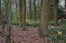 Daffodils_Trees.jpg