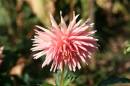 Dahlia_Spiky.JPG