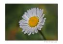 Daisy2.jpg