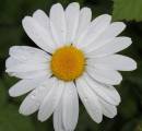 Daisy3.jpg