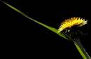 Dandelion3.jpg