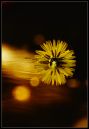 Dandelion_On_The_River.jpg