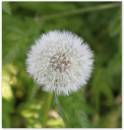 Dandelion_Seed_Head.jpg