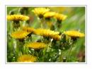 Dandelions.JPG