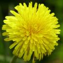Dandilion_head_and_insect.jpg
