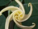 Datura1.JPG