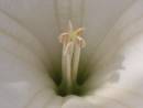 Datura4.JPG