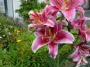 Daylilies.JPG