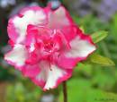 Delicate_Azalea.jpg