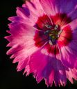 Dianthus-1.jpg