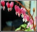 Dicentra_Spectabilis.jpg