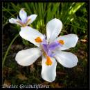 Dietes_Grandiflora.jpg