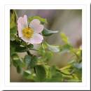 Dog-Rose.jpg