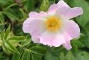 Dog_Rose.jpg