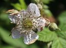 Dog_Rose1.jpg