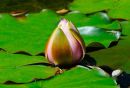 Dragonfly_on_Lotus_JRG_1516.jpg