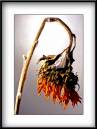 Dried-Sun-Flowe.jpg