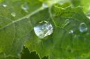 Drip_Drop.jpg