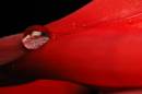 Drop-on-Red.jpg