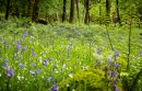 Duddon_Furness-2.jpg