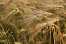 Ear_Of_Barley1.jpg