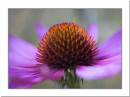 Echinacea.jpg