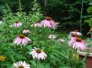 Echinacea_purpurea.jpg