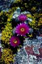 Echinocereus_baileyi_2_June_OK.jpg