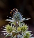 Echinops.jpg