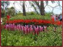 Eden_Flowers.jpg
