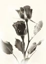 Embracing_Roses.jpg