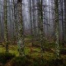 Ennerdale_trees-1.jpg