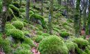 Eskdale_wpf-1-2.jpg