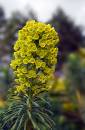 Euphorbia.jpg