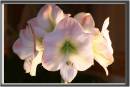 FLOWER0001.jpg
