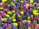 FLOWERS1.jpg
