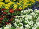 FLOWERS_1.jpg