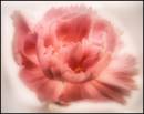 FLOWER_2.jpg