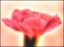 FLOWER_3.jpg