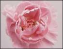 FLOWER_4.jpg