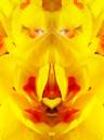 FLOWER_7_444_600.jpg